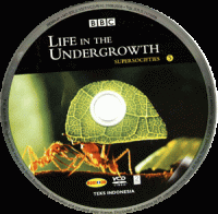Image of Life in The Undergrowth, Supersocieties